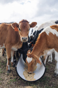 Dairy herd eating grain in paddock