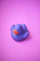 Isolated violet toy rubber duck on a pink purple background