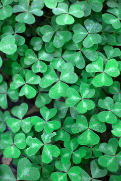 Large patch of green clover