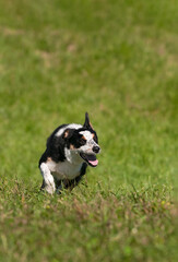 Herding Dog Runs In Field with Copy Space