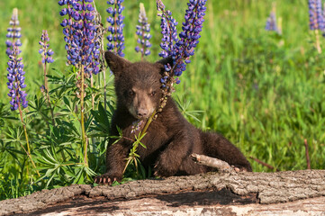 Black Bear Cub (Ursus americanus) Bends Lupine Stalk on Log Summer