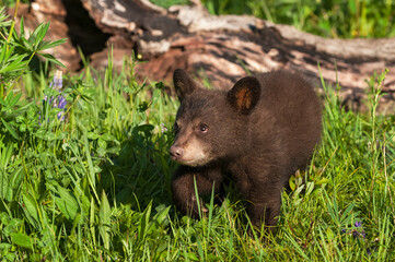 Black Bear Cub (Ursus americanus) in Grass Looks Up Summer