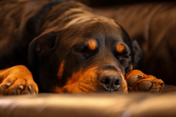 Beautiful brown and tan female rottweiler dog sleeping on leather lounge