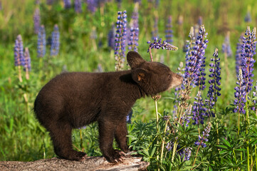 Black Bear Cub (Ursus americanus) Sniffs at Lupine Stalk Summer © hkuchera