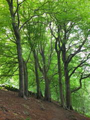 Fototapeta na wymiar tall forest beech trees with vibrant green summer leaves on a hillside in crow nest woods in west yorkshire