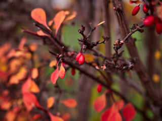 red berries on a branch