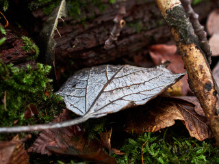 leaf in the forest