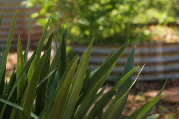 Cottage vegetable garden scene with plants growing in old corrugated iron water tanks 