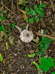 mushrooms in the forest