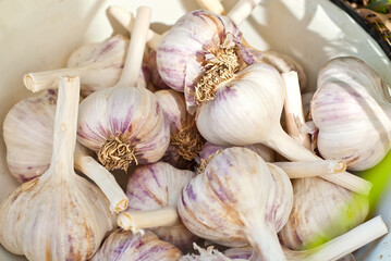 Lots of garlic in a white plate. Heads of purple garlic close up.