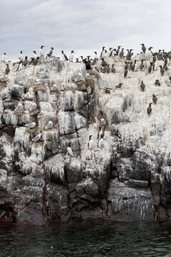 A colony of nesting seabirds on a cliff face