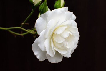 Naklejka na ściany i meble white rose on black background