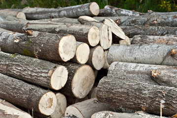 Fototapeta premium The felled trees lie on the ground. Logs close up on a pile on a forest background. The concept of illegal deforestation and environmental protection.