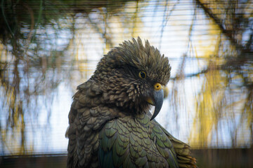 Papagei im Zoo, Deutschland