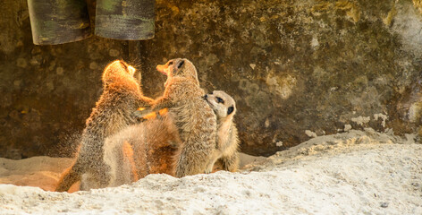 Erdmännchen streiten im Zoo, Deutschland