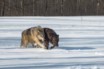 Grey Wolves (Canis lupus) Run Side by Side Through Snow in Field Winter