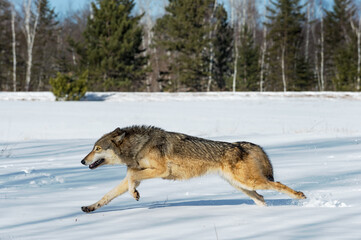 Grey Wolf (Canis lupus) Runs Left Through Snow in Field Winter © hkuchera