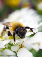 bee on a flower