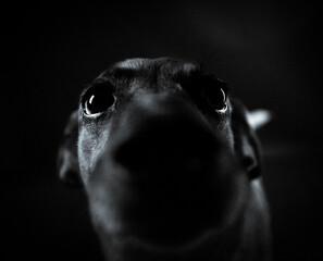 black dog portrait © Martyna