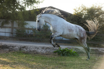 Wilder Lusitano