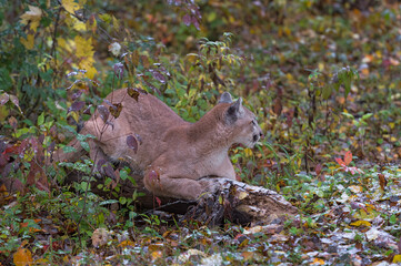 Cougar (Puma concolor) Looks Up From Sharpening Claws on Log Autumn