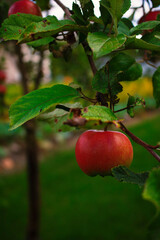 apples on tree