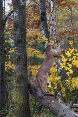 Cougar (Puma concolor) Looks Up Atop Log Holding on to Birch Autumn