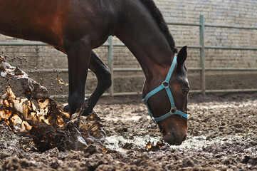 Bay horse in a blue halter splashes muddy water standing in a puddle