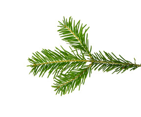 Close up branch of green spruce tree isolated
