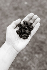 Hand with open palm and filled with blackberries
