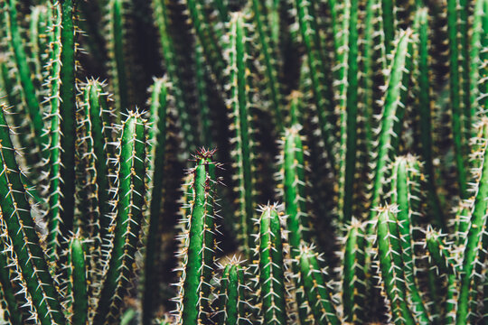 cacti