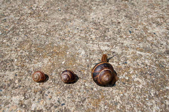 Grape snails