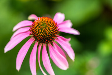 Obraz premium Close up of a pink flower