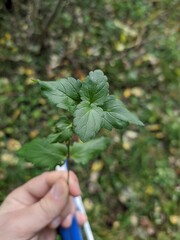 hand picking a flower