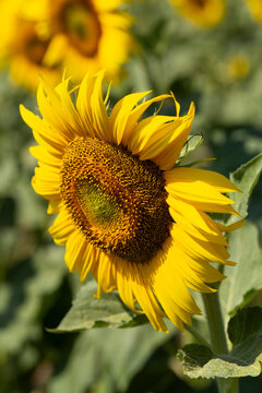Image of beautiful sunflowers photographed close. Sunflower Flower Blossom.