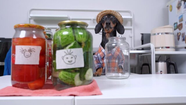 Funny dachshund wearing farmer costume with plaid shirt and straw hat canning vegetables for the winter at home, front view. Dog barks and empty jar appears on table.