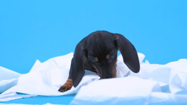 Naughty dachshund puppy stole and tore toilet paper, got tangled, nibbles on the loot trying to eat it. Hyperactive baby dog stayed home alone and made a mess because of growing itching fangs.