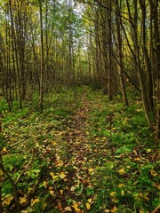 path in autumn forest