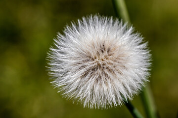 Dandelion on green background