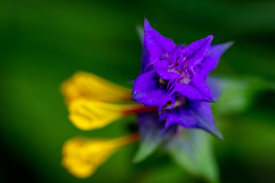 Purple and yellow forest flower - Melampyrum nemorosum