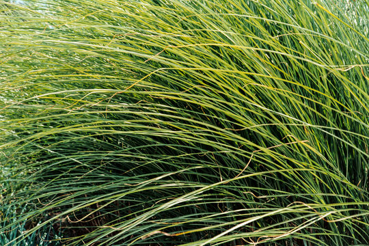 Miscanthus gracillimus (Maidenhair Grass)