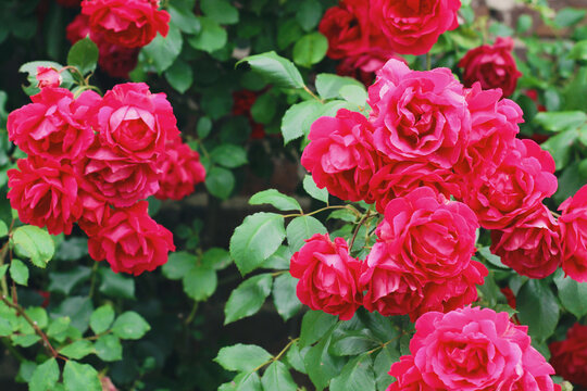 Hot pink roses against an old brick wall.