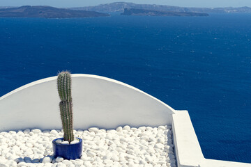 Cactus on the Caldera at Oia, Santorini island, Greece. beautiful blue seascape with volcano in the background