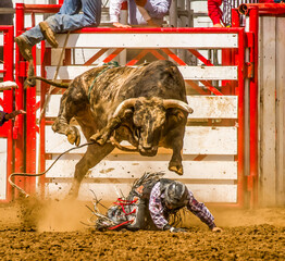 A cowboy competing in the bull riding competition at the St Paul rodeo.  He was bucked off and is...