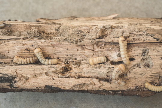 A Wood Log With Wood Grubs Eating It