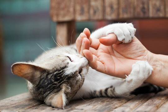 Playful cat biting and scratching hand.