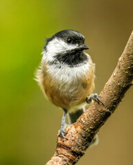 Black capped chickadee perched on a tree branch, Oregon
