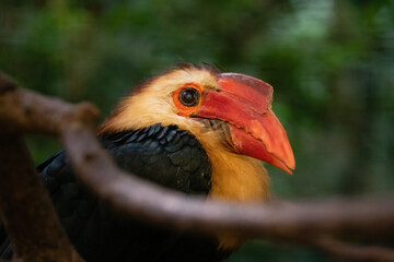 Nashornvogel © Peter