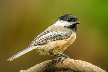 Black capped chickadee perched on a tree branch, Oregon © Bob