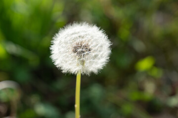 Obraz premium dandelion on green background